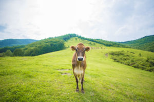 動物写真、牛写真
