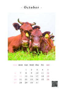 家畜写真家カレンダー