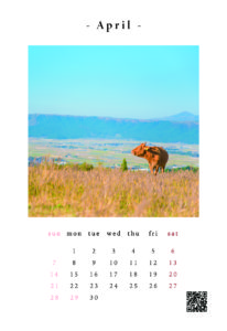 家畜写真家カレンダー