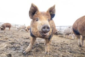 豚写真　動物写真