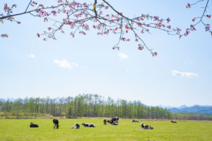 遅い春がやってきた in 北海道広尾町「上野牧場」