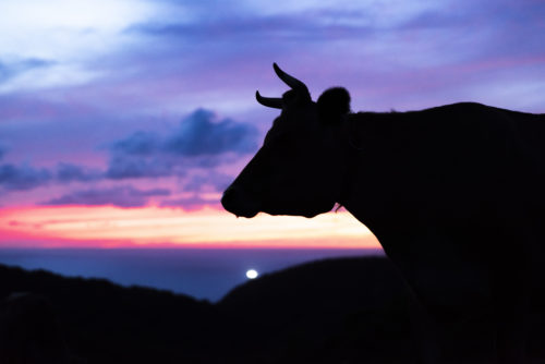 家畜写真家 が撮影した牛