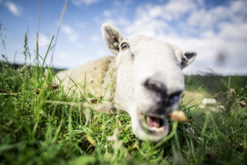 家畜写真家 が撮影した羊