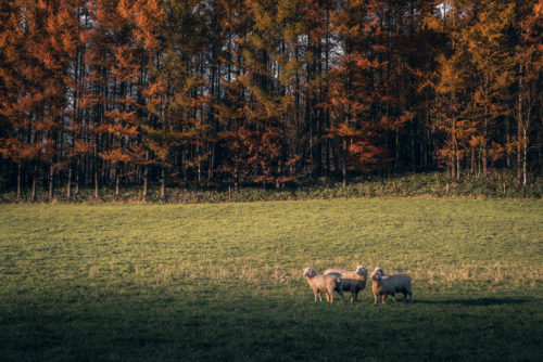 家畜写真家 が撮影した羊