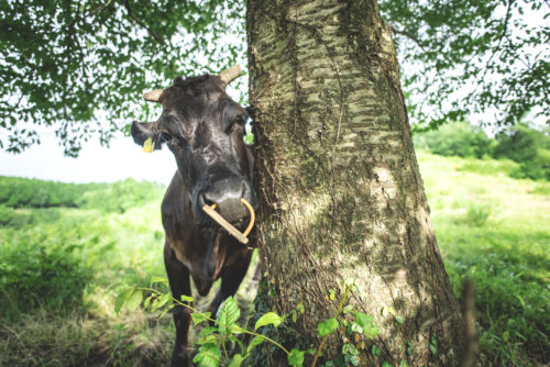 家畜写真家 が撮影した牛